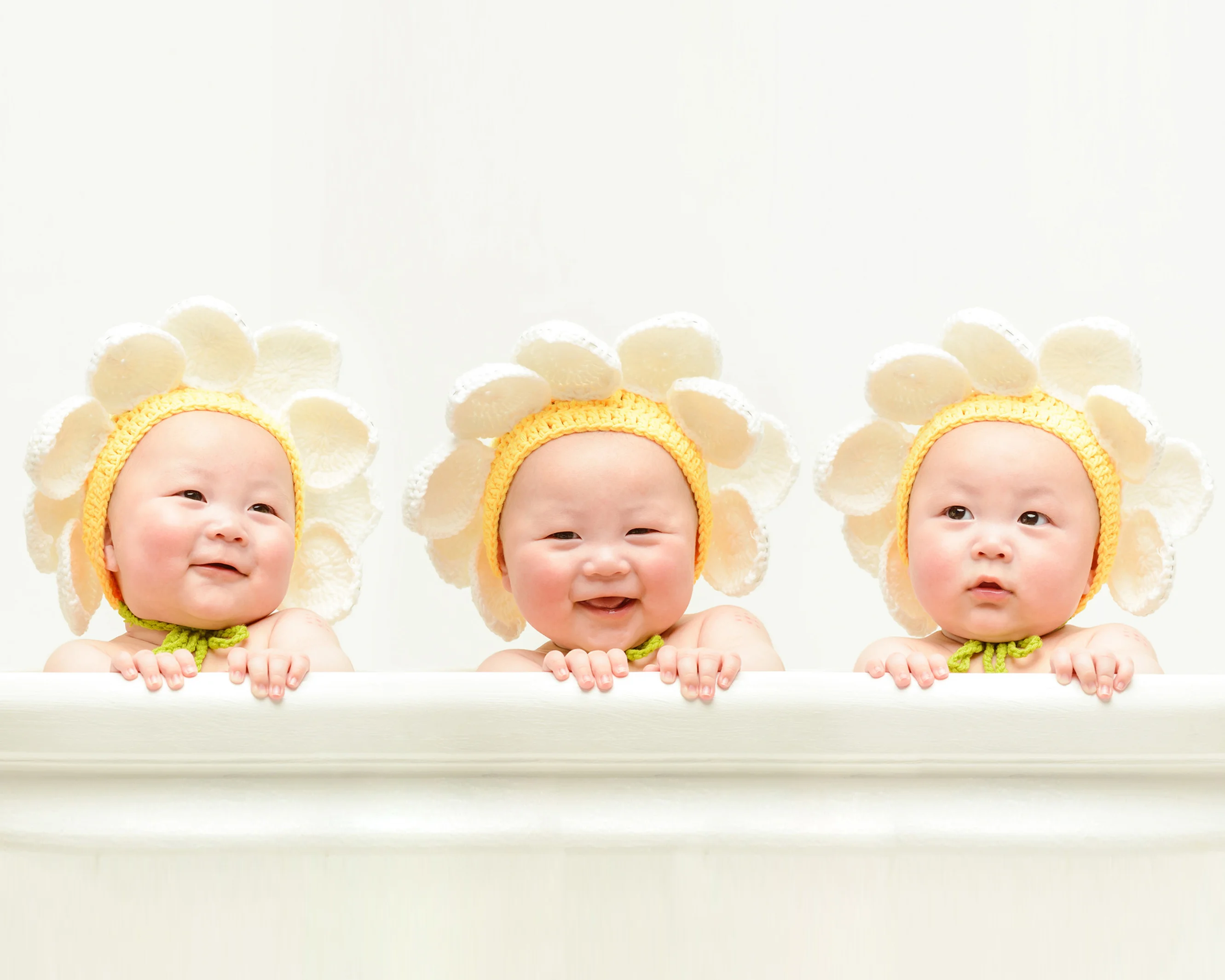 꽃화분 데이지 사진 3