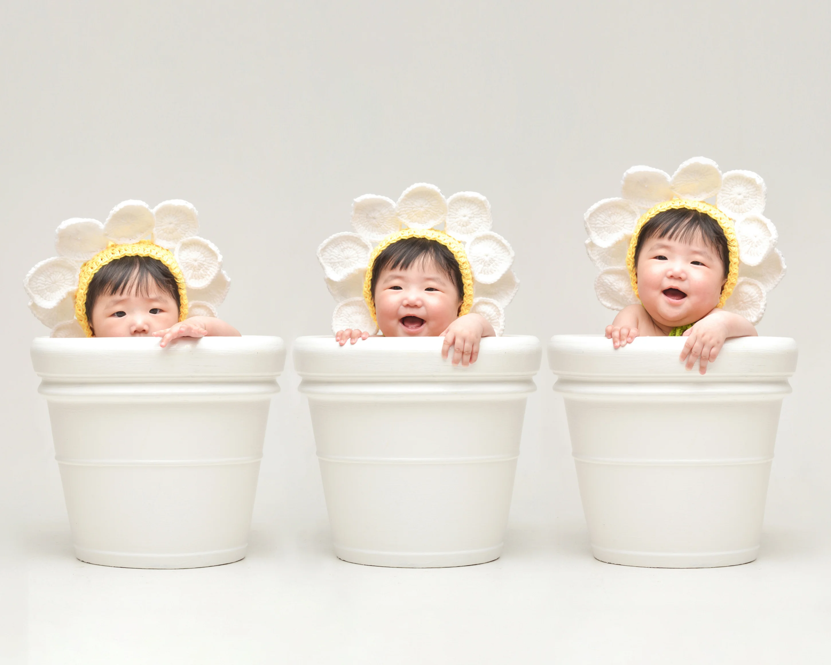 꽃화분 데이지 사진 4